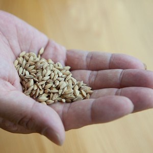 Hand håller riskorn.