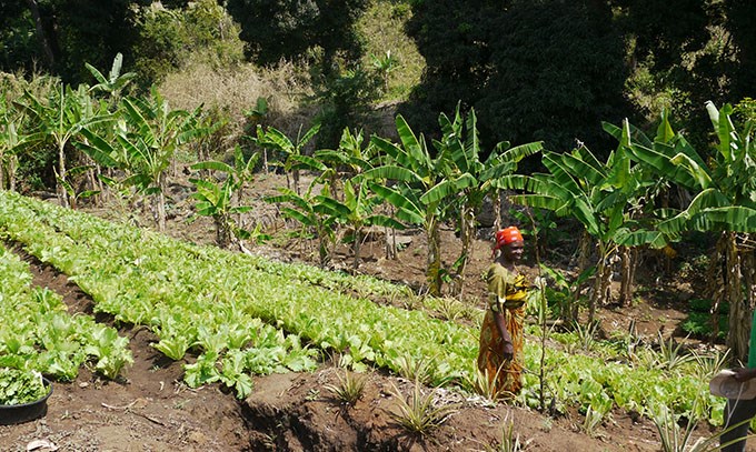 Woman working on a vegetable field.