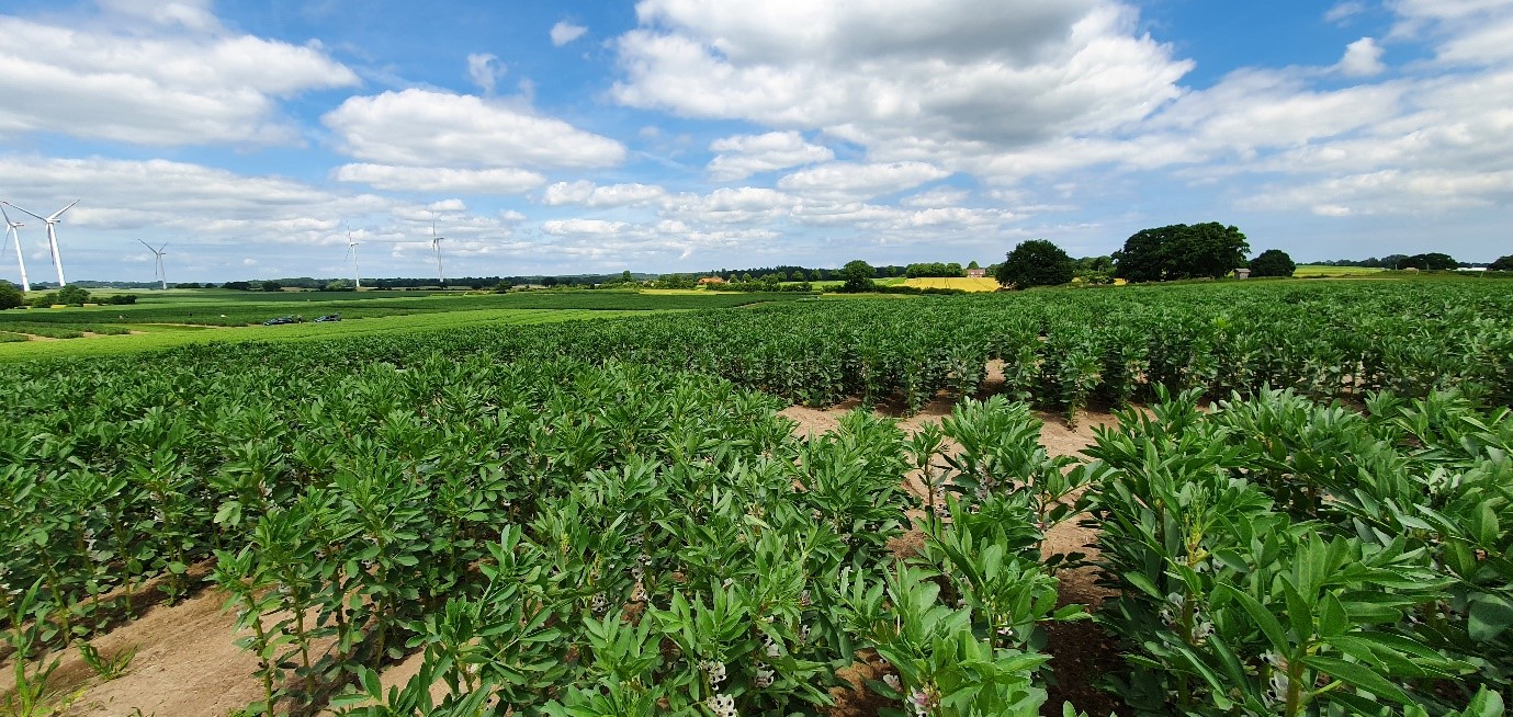 A field with legumes.