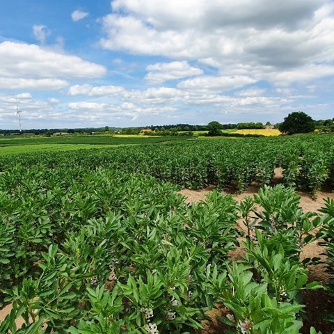 A field with legumes.