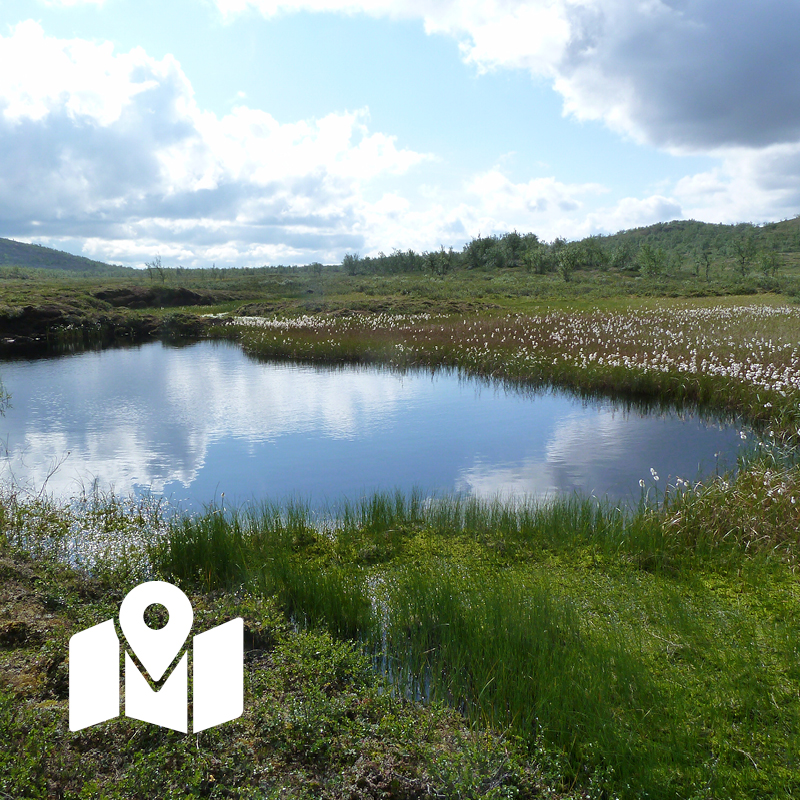 Fjällsjö  på sommaren