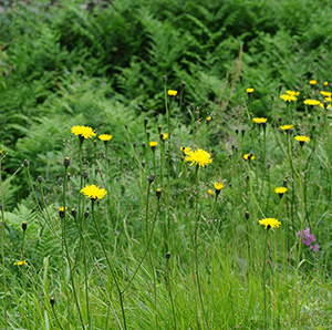 Bilden visar slåtterfibbla. Foto: Mikael Svensson