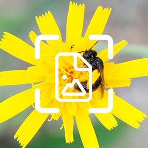 Gul blomma och bi med hörn av fyrkant och bild-ikon över. Foto och grafik