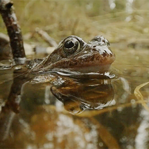Grodhuvud sticker upp ur grumligt vatten. Foto