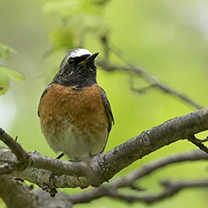 Rödstjärt, hane. Foto: Tomas Carlberg