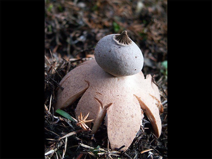 Svamp med rund, spetsig rökboll och kappliknande underdel. Foto