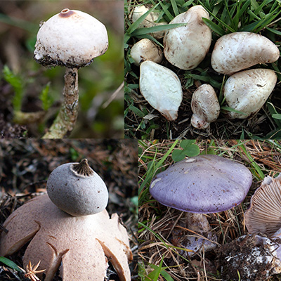 Kollage av fyra bilder på svamparter. Foto