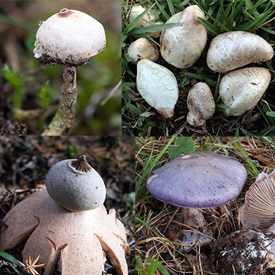 Kollage av fyra bilder på svamparter. Foto