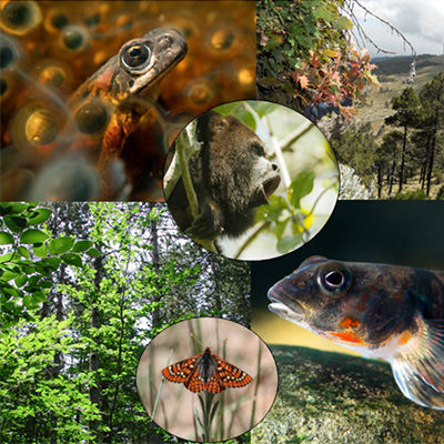 Kollage med artbilder. Kollage