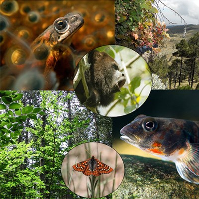 Kollage med artbilder. Kollage