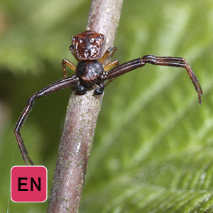 Spindel på grönt blad. Foto
