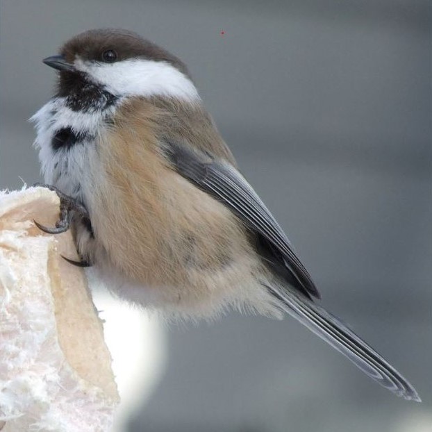 Fågel sitter på kvist. Foto