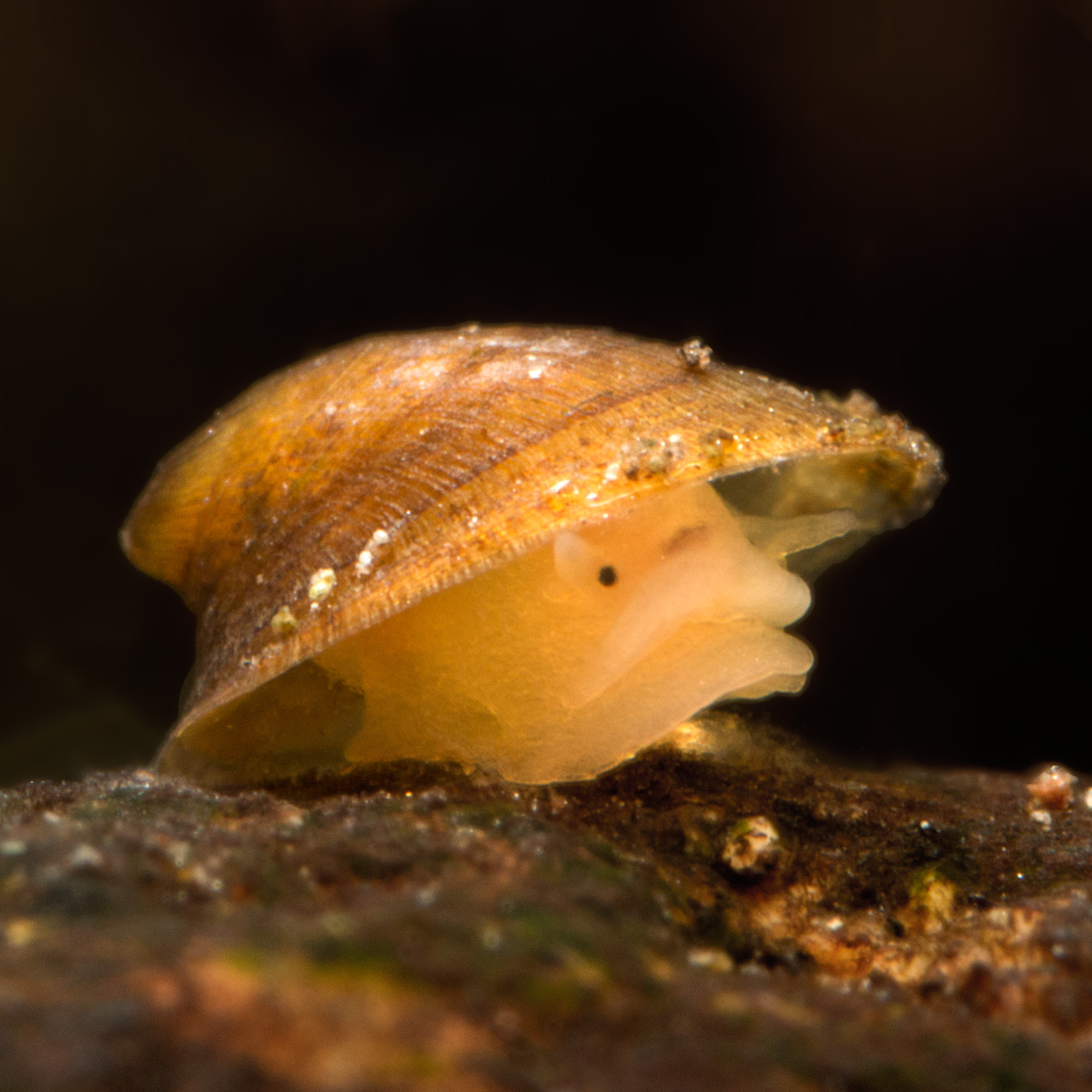 Flodhättesnäcka på sten i vatten. Foto