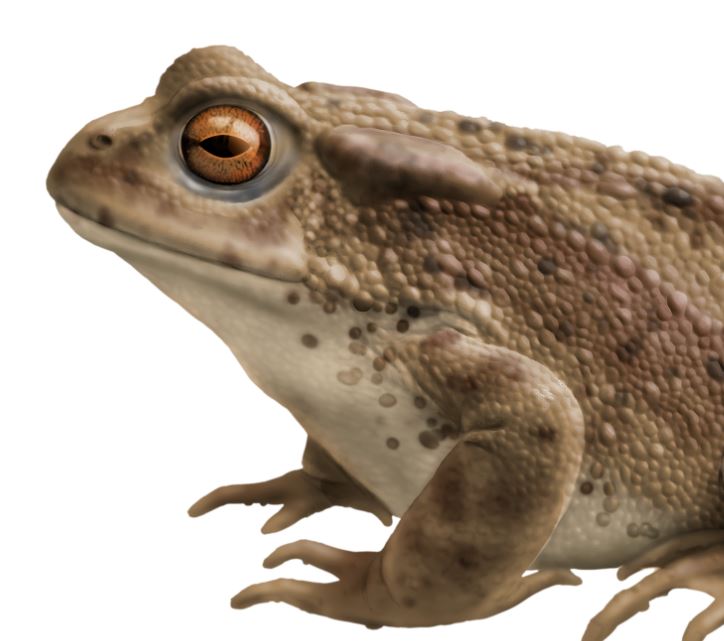 Grön, brun padda. illustration