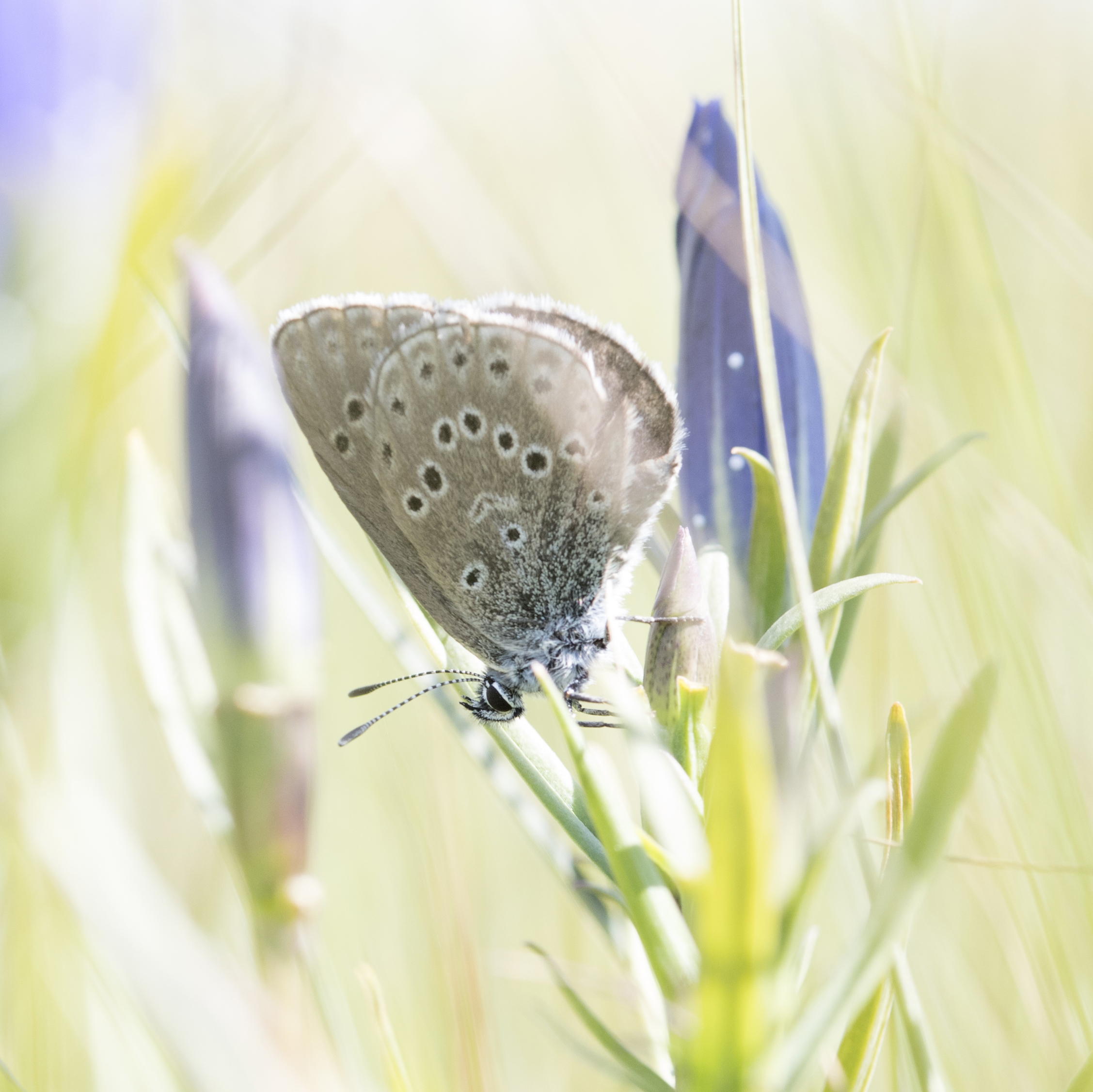 Fjäril sitter på ett grässtrå. Foto
