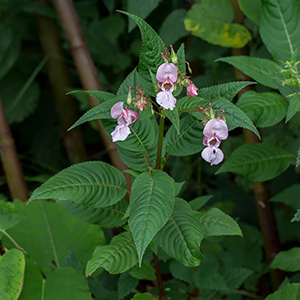 Rosa blommor på en grön buske. Foto