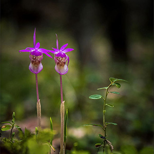Två lila blommor i skogsmiljö. Foto
