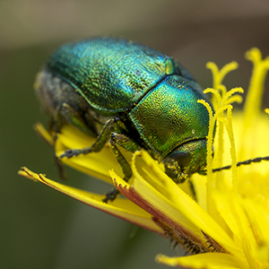 Grön skalbagge på gul blomma. Foto
