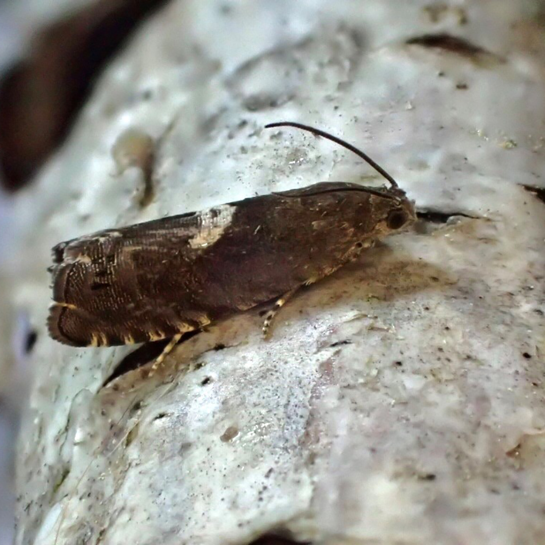 Brun fjäril på trädstam. Foto