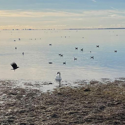 Vattenbryn med tång som övergår till hav med svan och andra fåglar. Foto