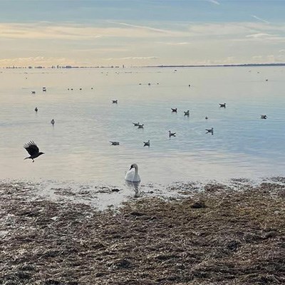 Vattenbryn med tång som övergår till hav med svan och andra fåglar. Foto