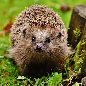 Hedgehog on grass, photo.