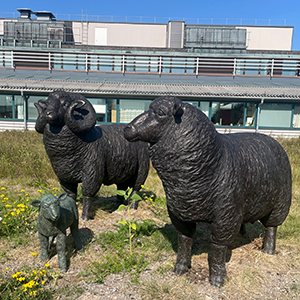 3 sculptures of sheep outdoors on a lawn. Photo.