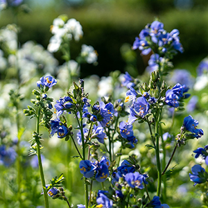 Flowering plants. Photo.