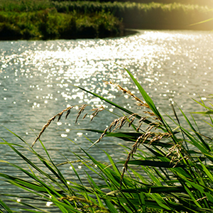 A lake with reeds in the foreground. Photo.