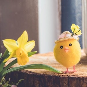 Chicken with a hat standing beside a daffodil, photo.