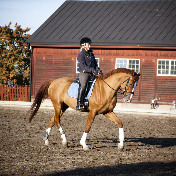 Häst med ryttare. Foto.