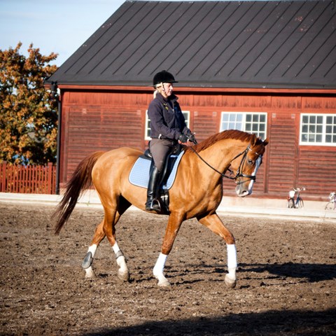 Horse with rider. Photo.