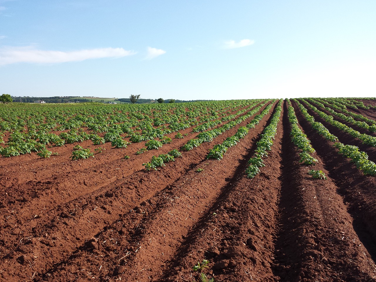 Field with rows of crops popping up, photo. 