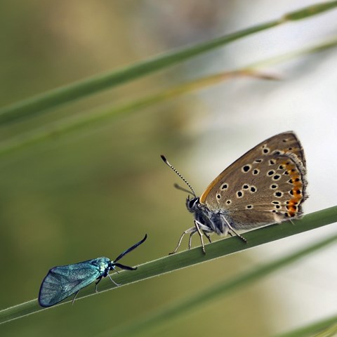 Two butterflies on a piece of grass, photo.