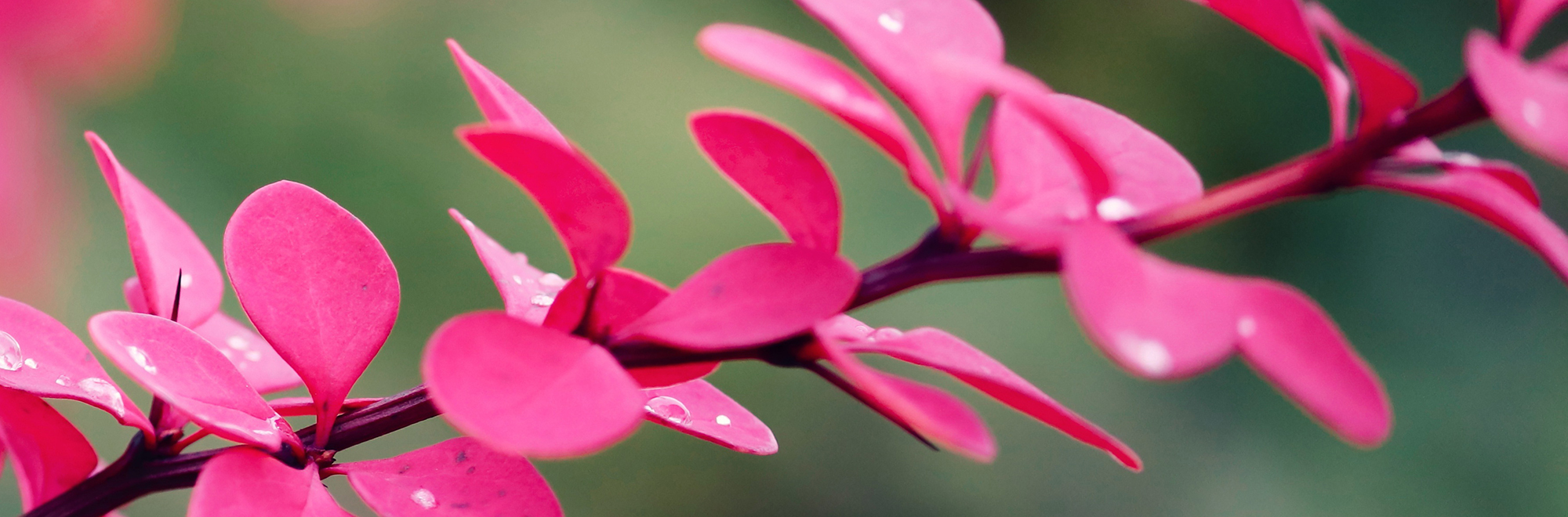 En kvist med rosa blad. Foto. 