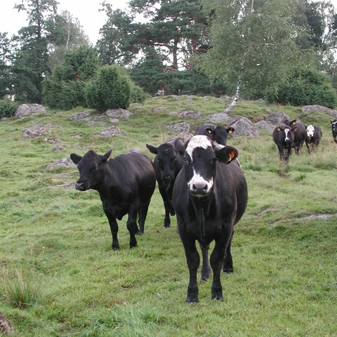 Foto av en grupp svarta anguskvigor på bete. Den längst fram har lite vitt i ansiket och tittar in i kameran.