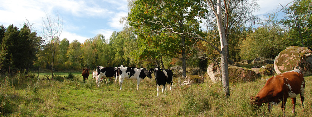 Kvigor på bete på Lövsta. Foto.