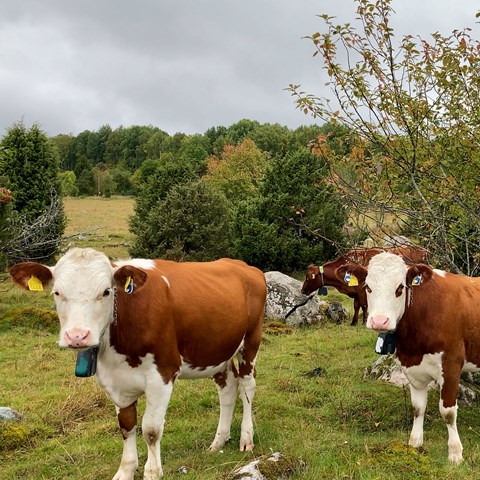 Kvigor i en hage, med halsband för virtuella stängsel. Foto.