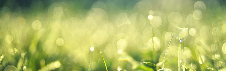 En grön äng. Foto.