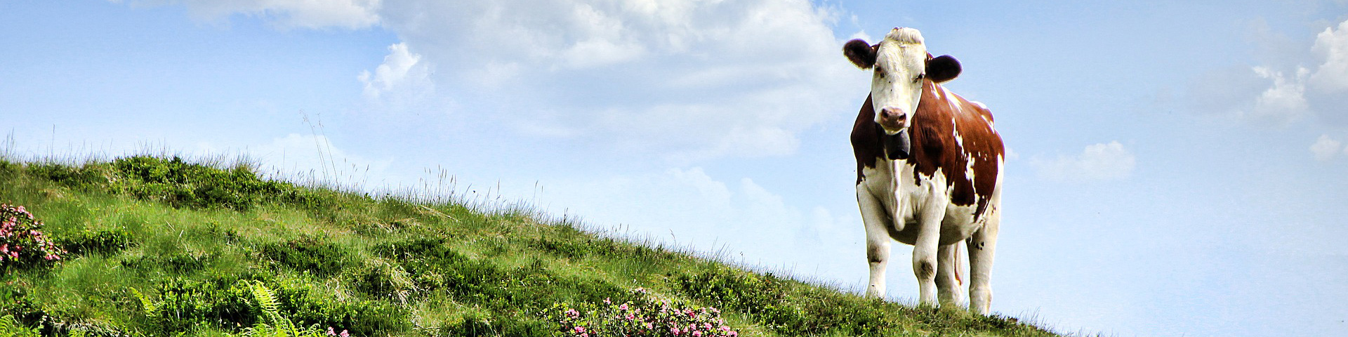 Ko mot gräs och horisont. Foto.