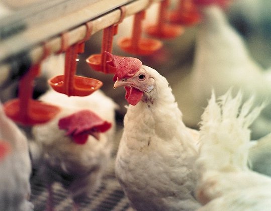 Foto av vit höna i inomhusmiljö, fler hönor syns i bakgrunden.