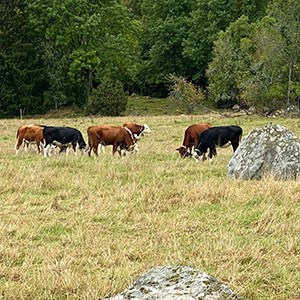 Kvigor ute på bete på långt avstånd. Foto.