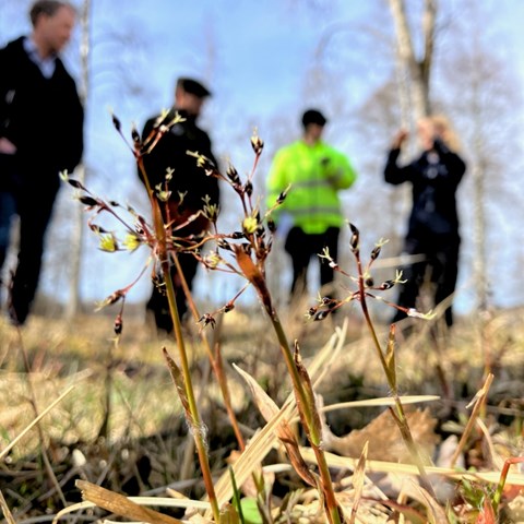 Närbild på vårfryle, en grupp människor bakom ej i fokus.