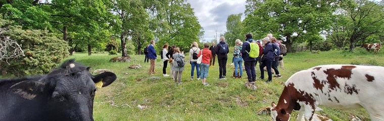 En grupp människor står och pratar på ett naturbete, två kor tittar på.