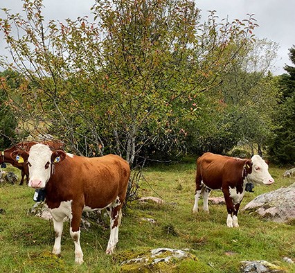 Kvigor med virtuella halsband, ute i en hage med träd i höstfärger i bakgrunden. Foto.