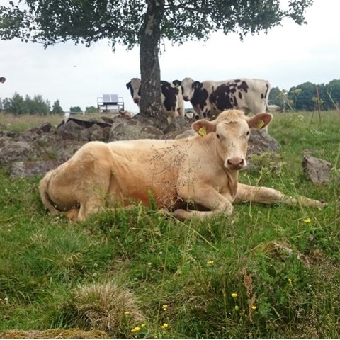 Ljusbrun ko ligger i en beteshage, i bakgrunden står ett träd där fler djur står.