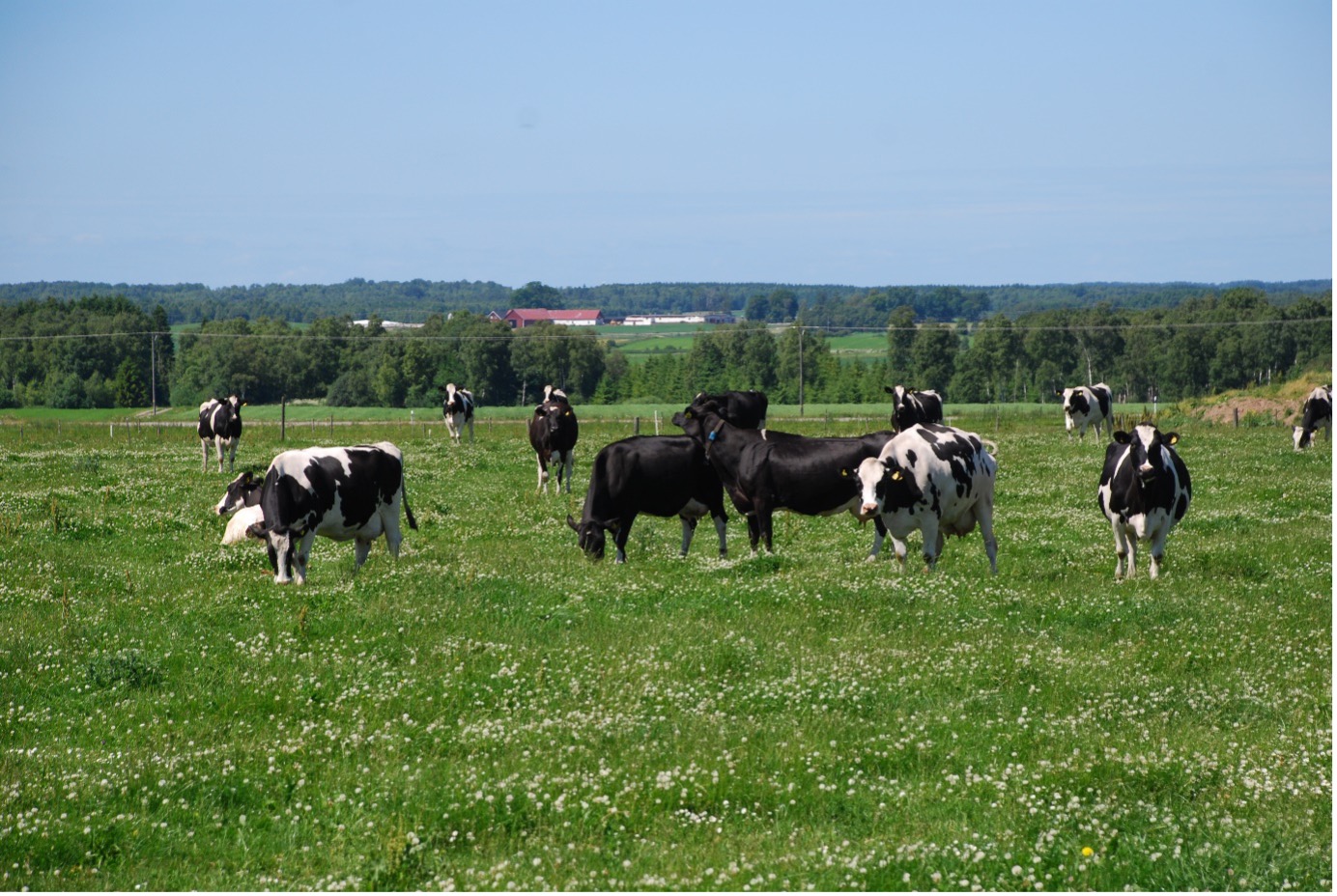 Svarta och svart-vita mjölkkor på bete. Beter är fullt av vita klöverblommor. 