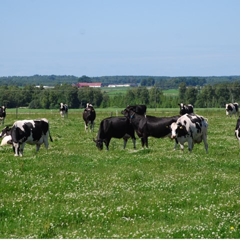 Svarta och svart-vita mjölkkor på bete. Beter är fullt av vita klöverblommor.