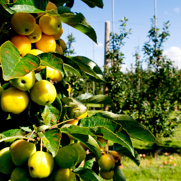Äppelodling på SLU i Alnarp
