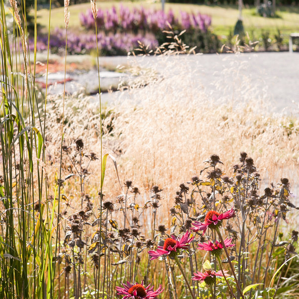 Blommor på campus Ultuna